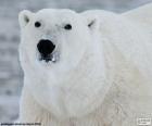 Голова полярного медведя